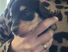 puppy