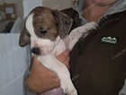 Puppy