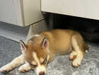 Puppy