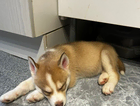 puppy