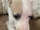 Puppy