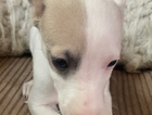 puppy