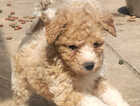 Puppy