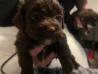 puppy