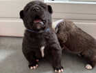 Puppy