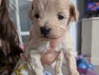 Puppy