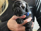 Puppy