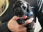 puppy