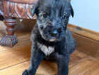Puppy