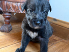 puppy