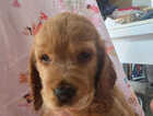 Puppy