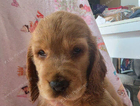 puppy