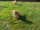 puppy