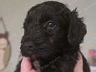Puppy