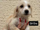 Puppy