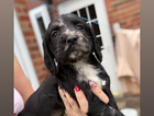 puppy