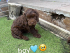 puppy