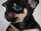 Puppy