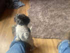 Puppy