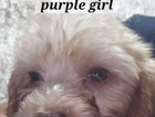 puppy