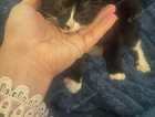 kitten