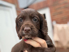 puppy