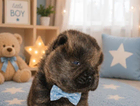 puppy