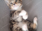 kitten