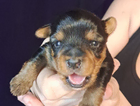puppy