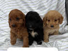 Puppy