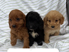 puppy
