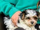 Puppy