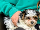 puppy