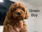 Puppy