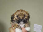 Puppy