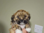 puppy