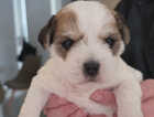Puppy