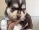Puppy