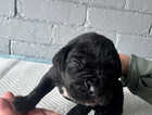 Puppy