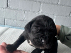 puppy