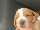 Puppy