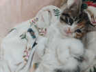Kitten