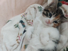 kitten