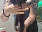 kitten