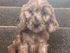 Puppy