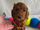 orange girl