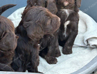 Beautiful cockapoo puppies