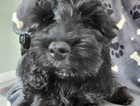 puppy