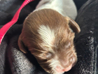 puppy