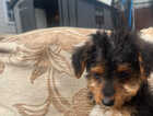 Puppy